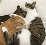 cuddly cats3
