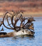 Yakutia reindeer photo by Alexander Dersu in&nbsp;2018