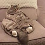 cat in comforter