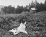 A cat sitting in a field in September&nbsp;1918