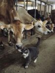 A Cat Accepts a Lick from a Cow at a Dairy Farm in Massachusetts, photo by Ira&nbsp;Block