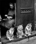 vintage cats