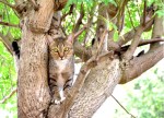 CANS-Why-Do-Cats-Get_Stuck-In-Trees-1083390704