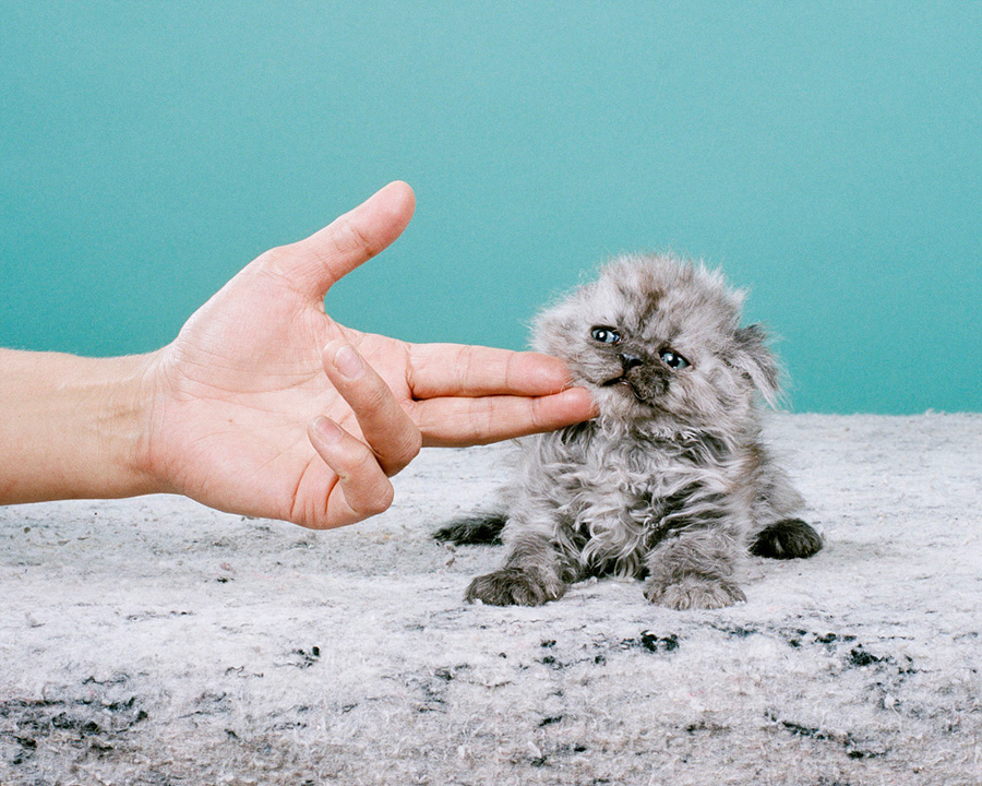 1_jamiecampbell_Saddest-Kitten-2012