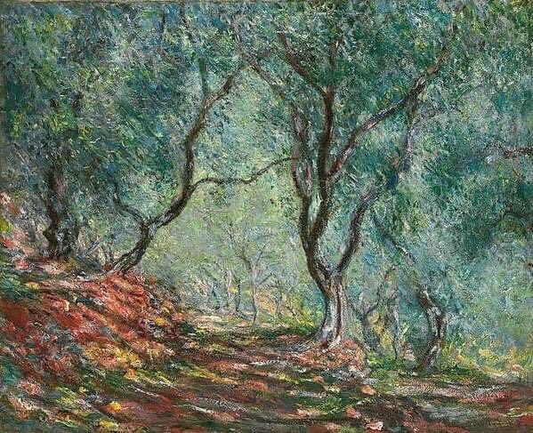 Claude Monet - (1840 - 1926) Ulivi nel giardino Moreno 1884