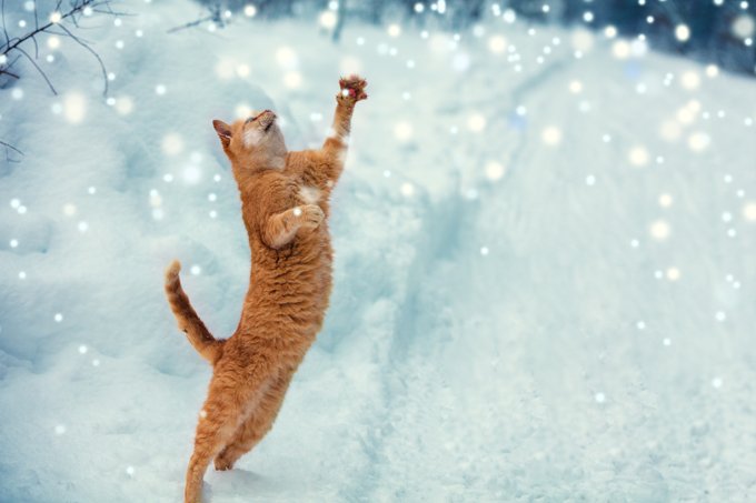 cat-snow-9