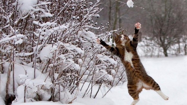 Cat_Versus_Snow_Featured