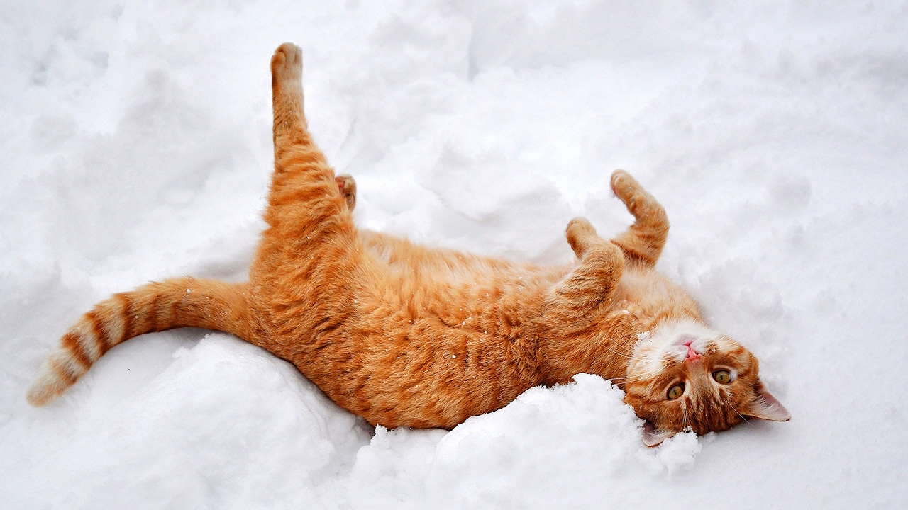 funniest-cats-in-the-snow-compil