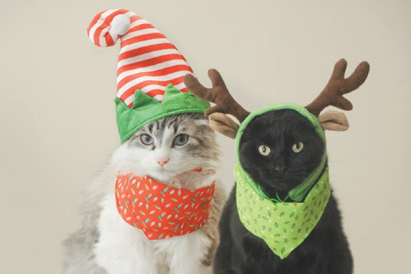 Two-cats-dressed-up-in-holiday-outfits