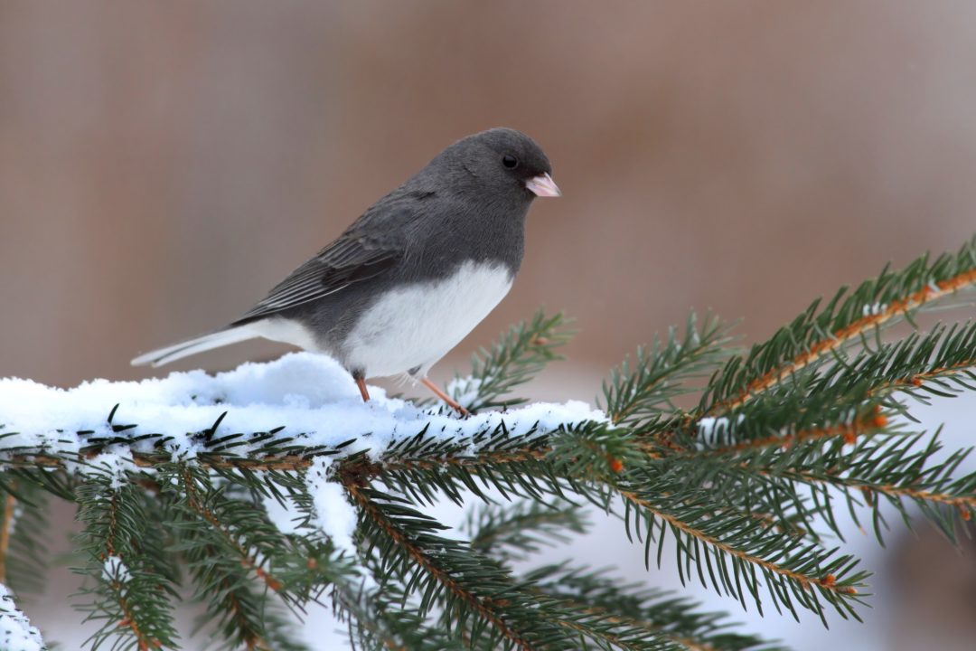 Junco On A Branch