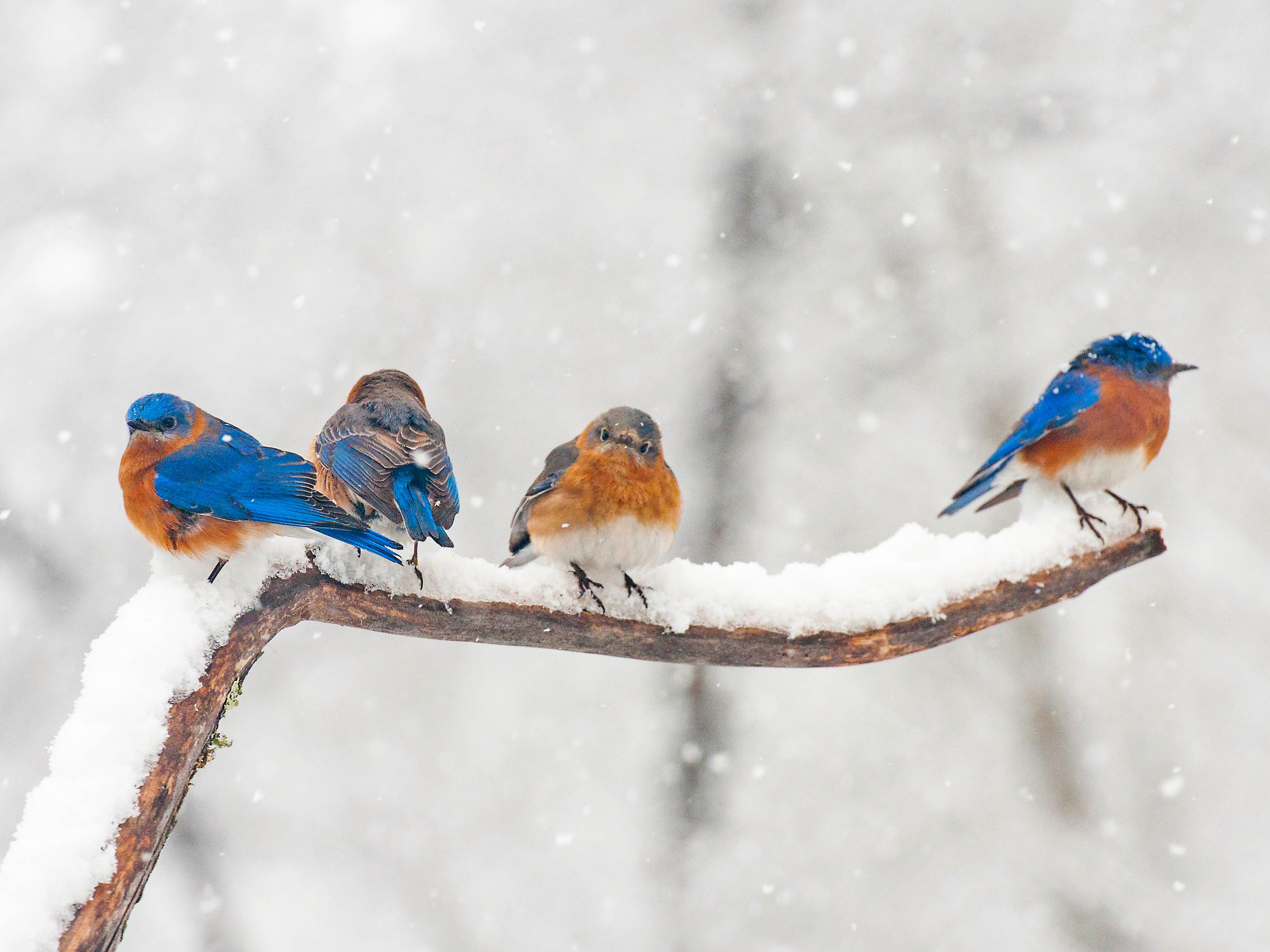 bluebirds-on-snowy-branch-538973107-59de75100d327a00119e3bed