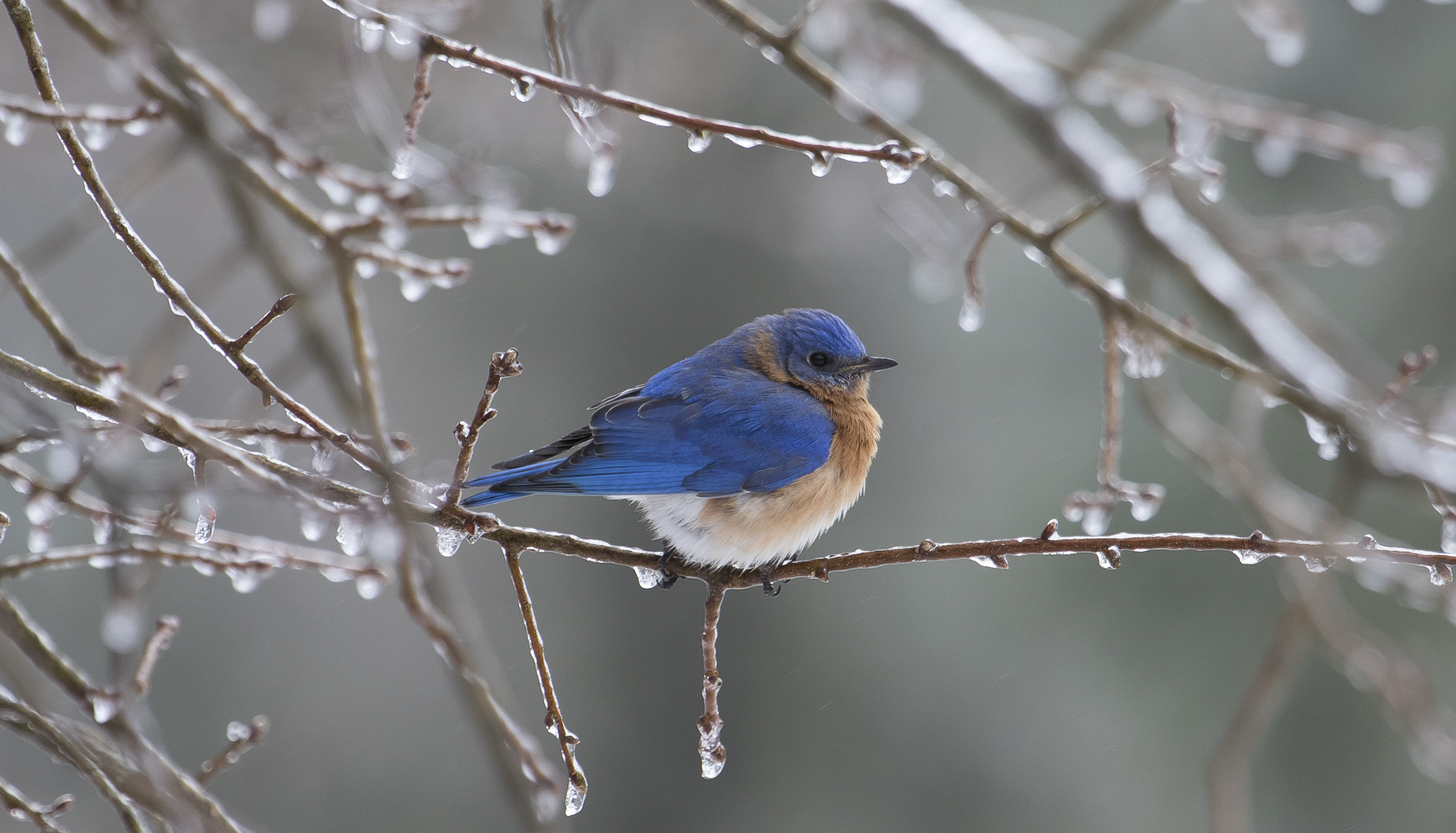 Eastern bluebird