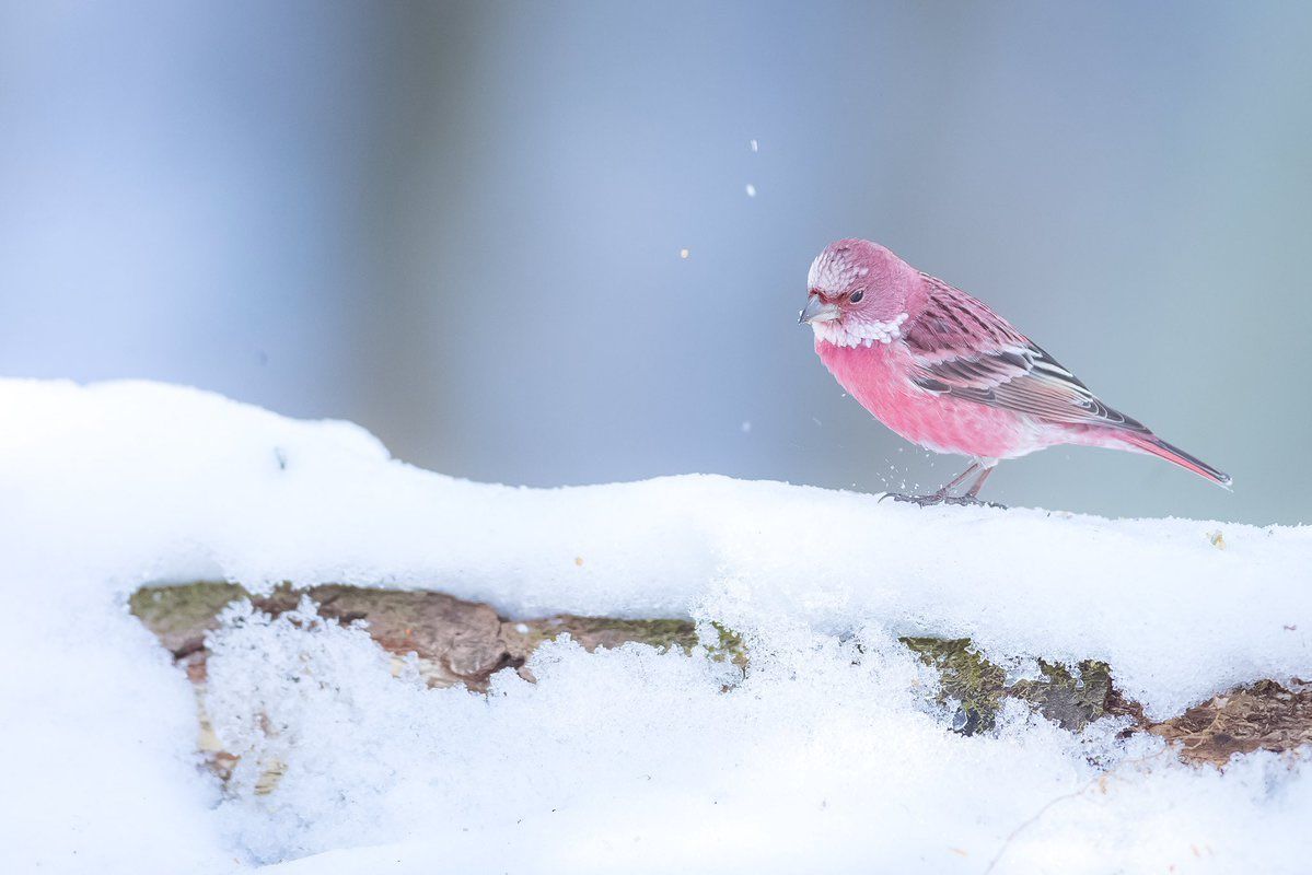 Rose finch