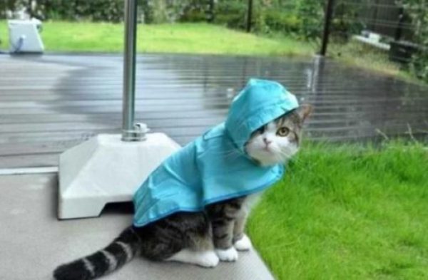 Top-10-Images-of-Cats-Avoiding-The-Rain-10-510x334-1