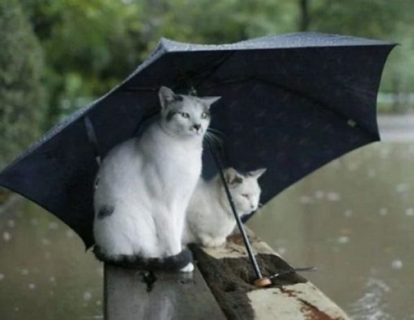 Top-10-Images-of-Cats-Avoiding-The-Rain-9-510x395-1