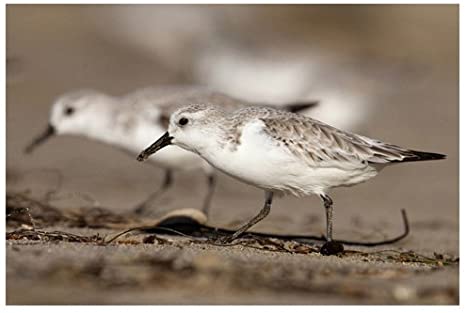Morning Bird Dance, Edvard Munch