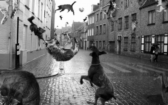 raining-cats-dogs-4-590x368