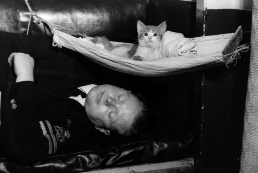 HMS Warspite asleep with the ship's mascot kitten in its hammock, 1944.