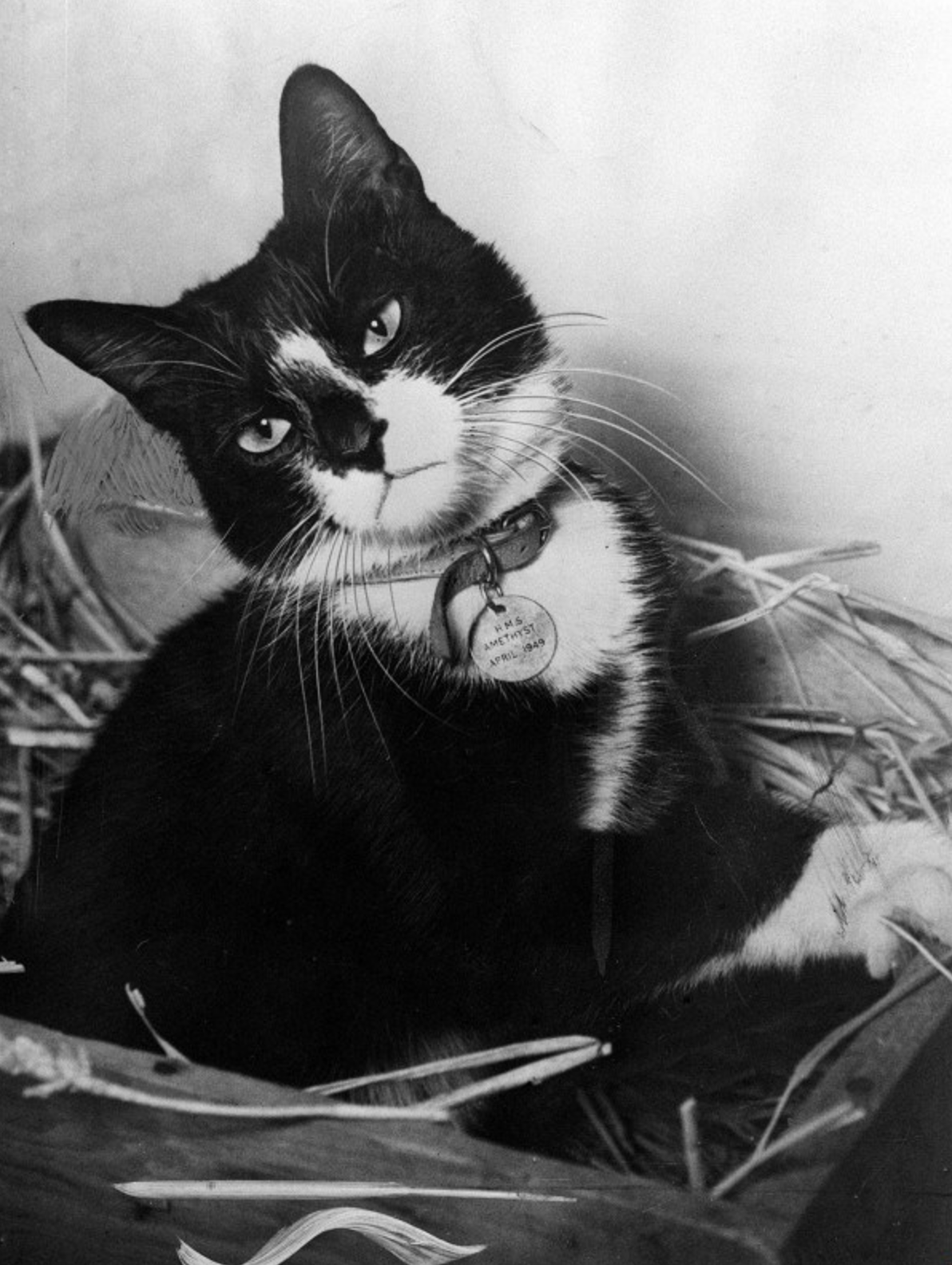 Simon, the ship's cat about the HMS Amethyst, with Dickin Medal, awarded for catching rats in wartime.
