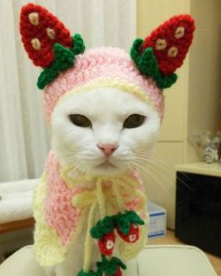 1c269f7a4135425cdfd19953a023447e