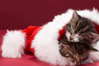 Kittens-taking-a-nap