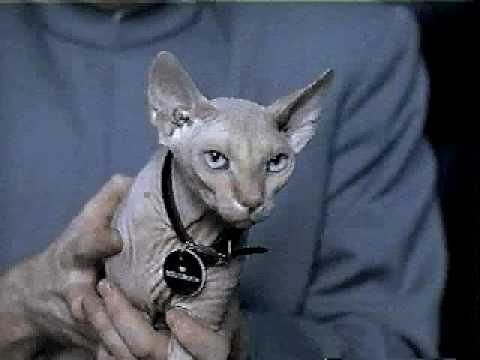 Mr. Bigglesworth from Austin Powers