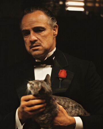 Vito's cat from The Godfather