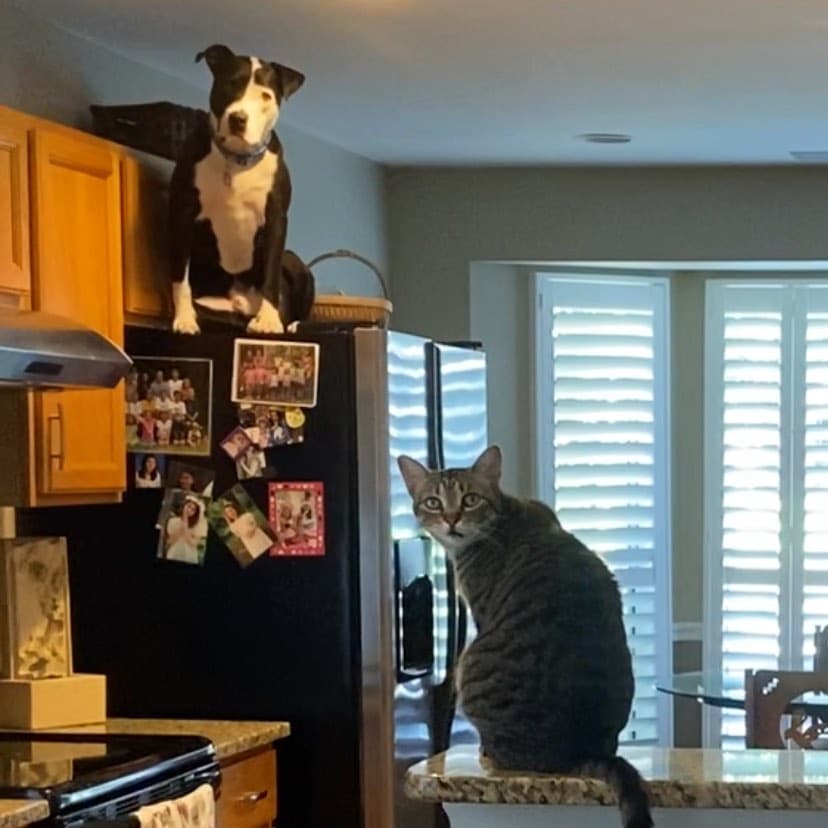 Mako-the-Cat-Dog- thinks he's a cat