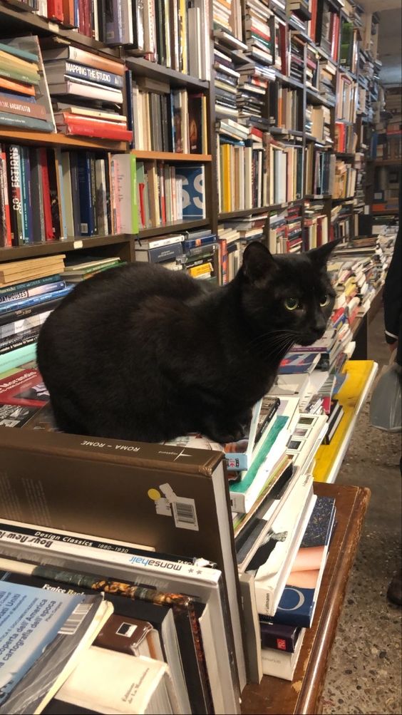 159f2e26b59b52e97d73dc11824ae139