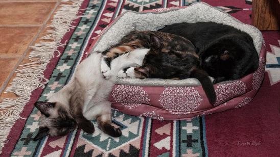 Liquid Cat, photo by Karen Slagle