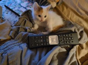 Kristal was teeny tiny and this shows it best. She was about 3-4 weeks old a month ago.