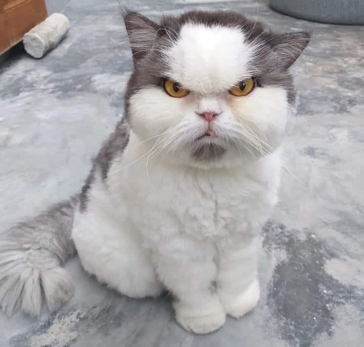 frowning-cat