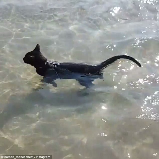 455125F200000578-0-image-m-29_1507976840984