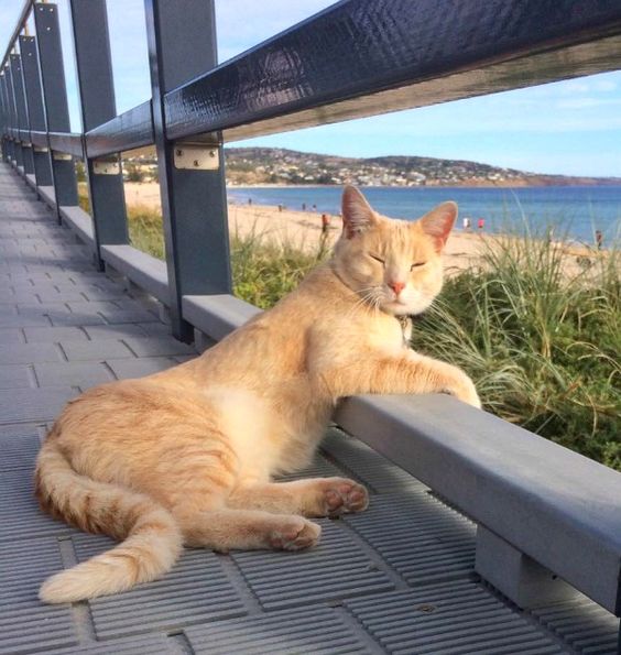 Cat from Brighton, Australia