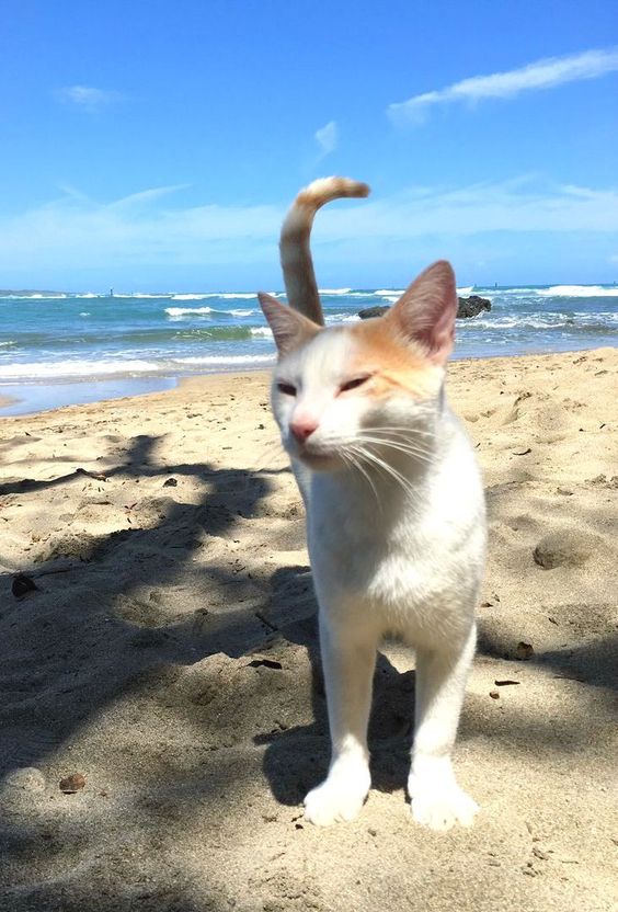 cca5caf13bb3baa6cedc218519b5a9e7