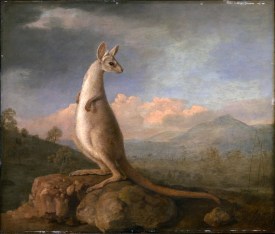 The_Kongouro_from_New_Holland_(Kangaroo) George Stubbs
