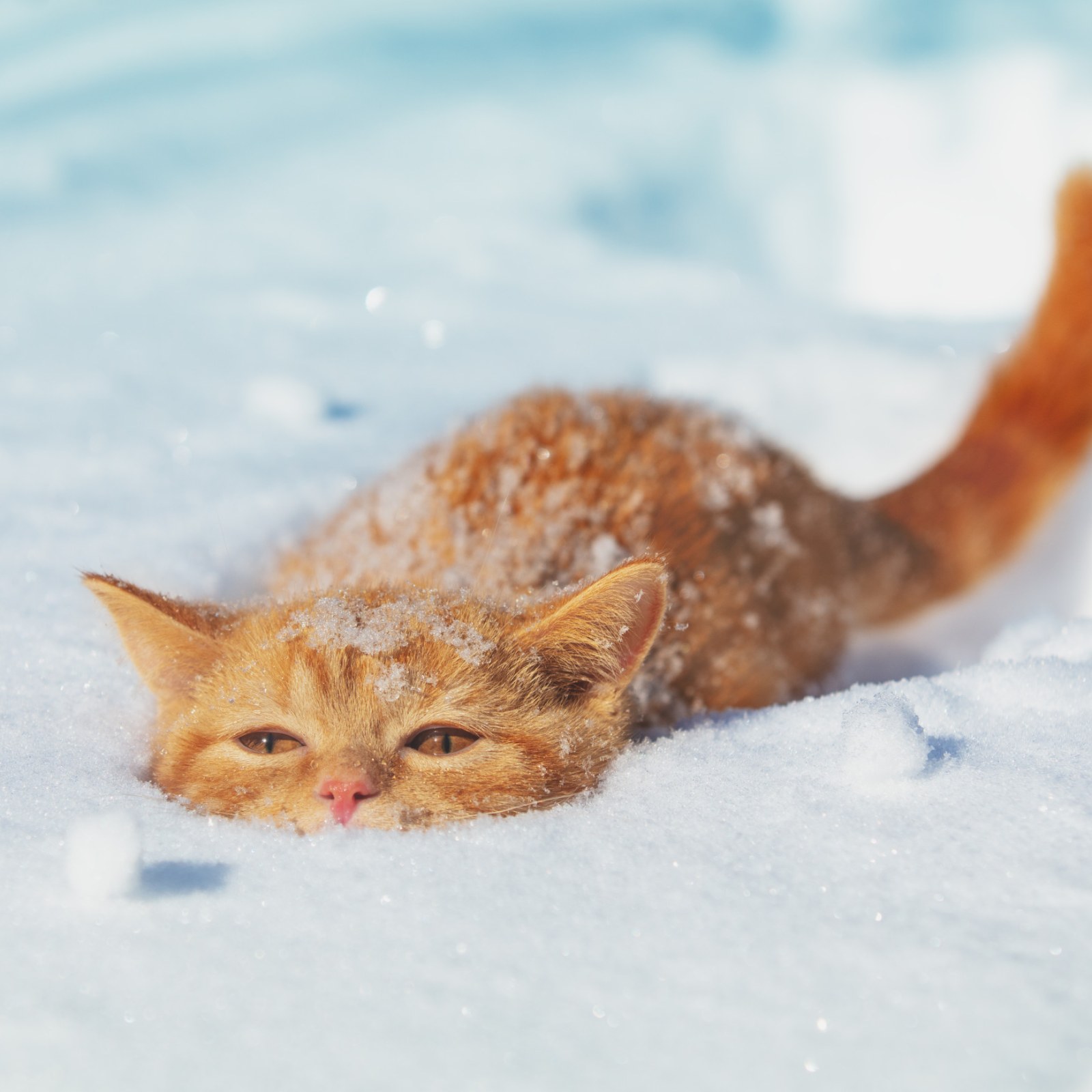 cat-playing-snow-melts-hearts