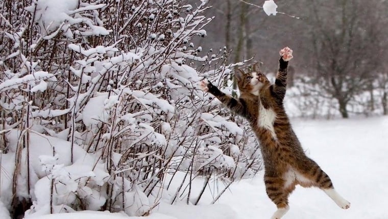 Cat_Versus_Snow_Featured