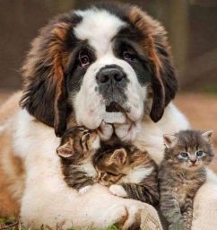 4ada9d7836abbc6a3e80723eb5df741d