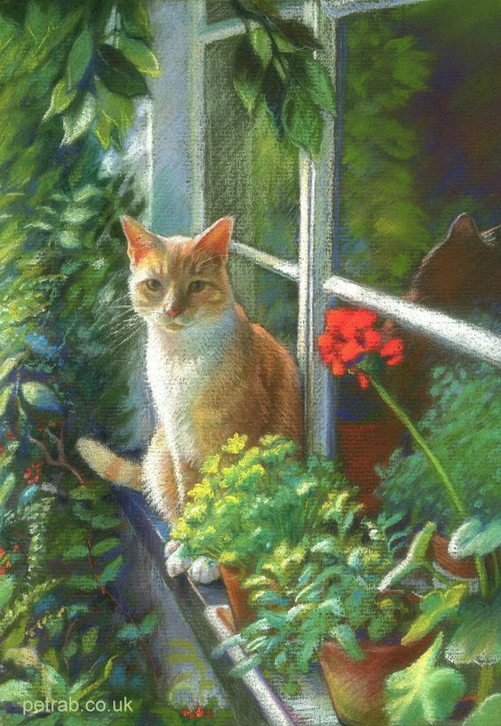 Cat in window outside