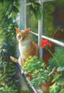 Cat in window outside