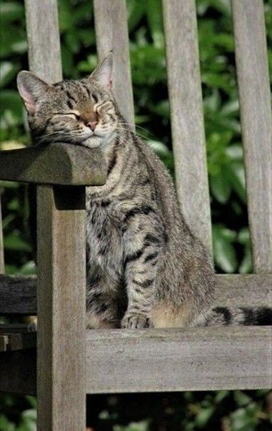 98453aab3b11b23fbc8dfebd4fc3986c