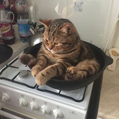 Cat in frying pan