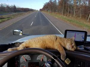 Percy, the trucker cat, Paul Robertson