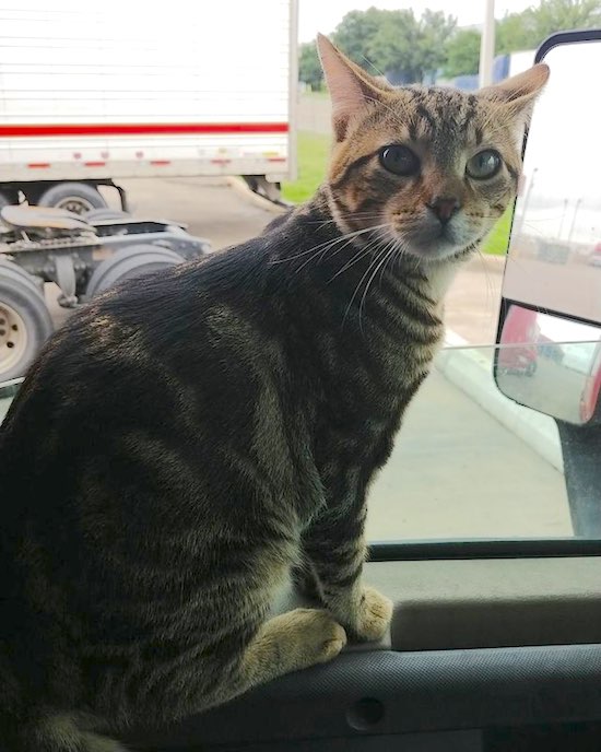 Waylon-the-Trucker-Cat, by owner Nick