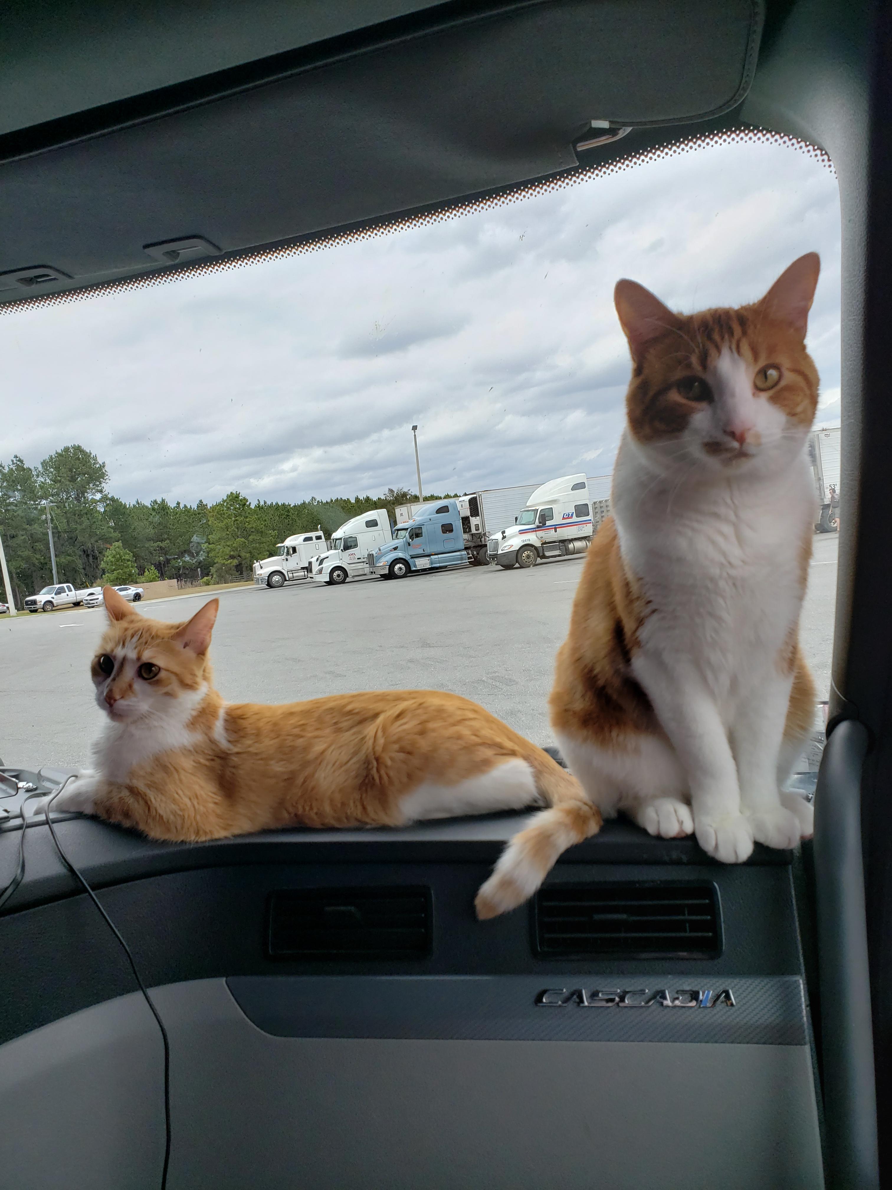 Whispur and DanDan, photo by Whispurer on Reddit