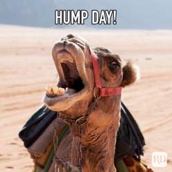 hump-day