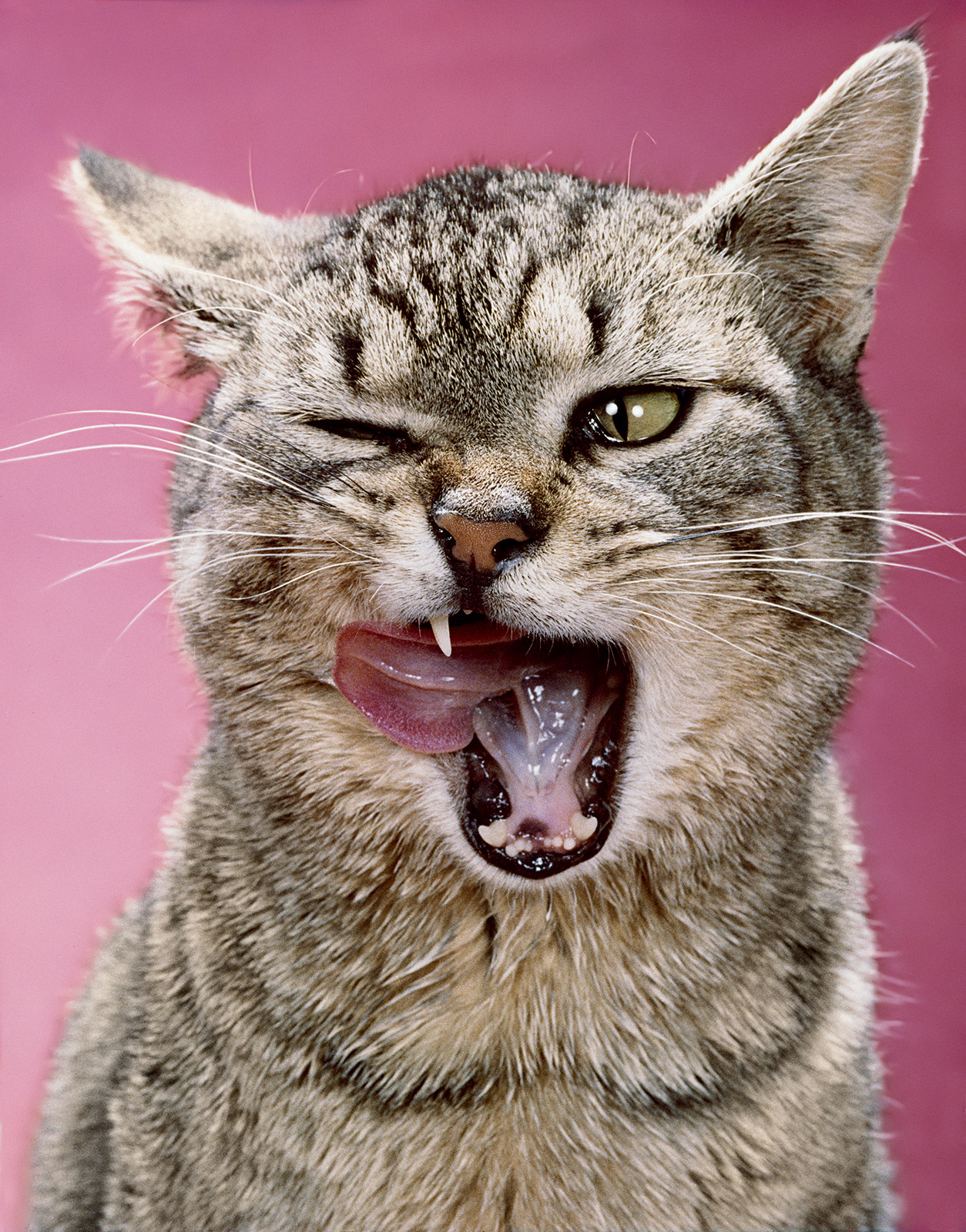 An American shorthair in 1966.