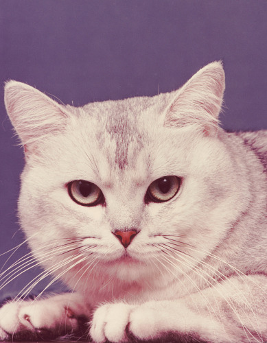 Neil Leifer, born 1942