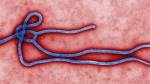 Ebola virus